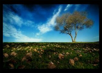 Beautiful Amazing Trees Photography HD Wallpaper