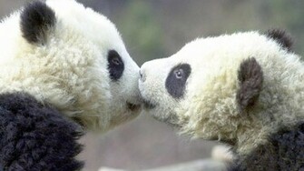 Compagnons De Panda B Mignon Wallpaper