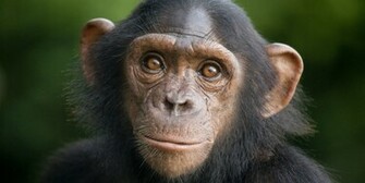Chimpanzee Pictures High Resolution Wallpaper Animal Planet HD
