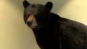 The Bear Necessities