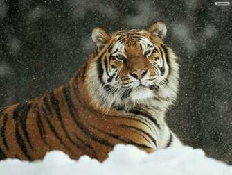 Youwall Snow Tiger Wallpaper