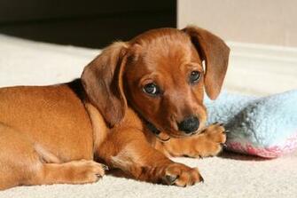 Weiner Dog Wallpaper On