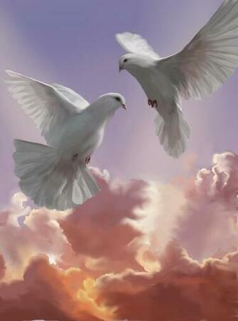 Doves Fan Art