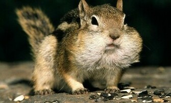 Bigger Funny Hamster Wallpaper For Android Screenshot