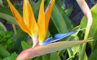 Bird Of Paradise Along The California Coast Wallpaper