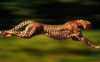 Running Cheetah Animal Picture Fondo HD