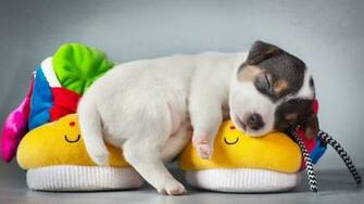 Pet Cute Puppy Sleeping Wallpaper Stream