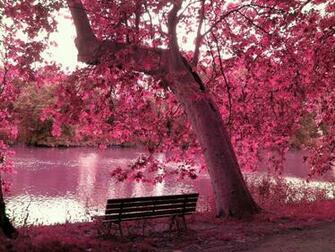Pink Nature Wallpaper