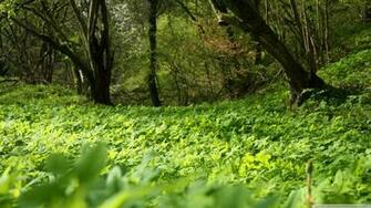 Wallpaper Live Nature Forest Plants HD Widescreen High