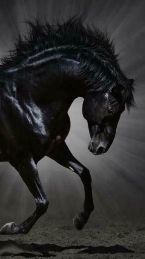 Dark Horse HD Wallpaper For Galaxy S6 HDwallpaper Net