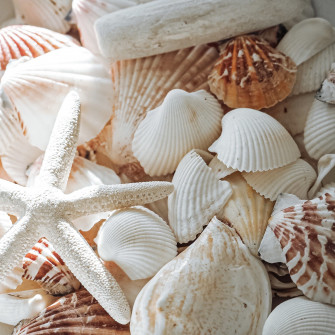 Bag Of Shells In Wallpaper