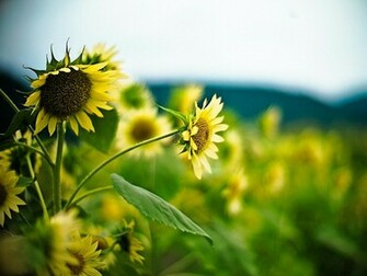 Sunflower Wallpaper Desktop Mobile