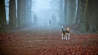 Christmas Beagle Wallpaper Desktop Dogbreedswallpaper