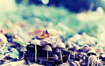Forest Mushrooms Wallpaper Stock Photos