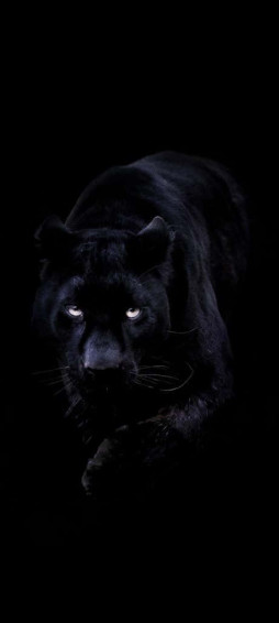 Dark Animals Wallpaper