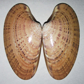 Clam Shell X Wallpaper