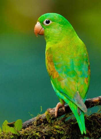 Bird Wallpaper HD Hq