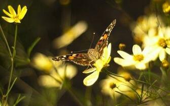 The Yellow Butterfly Desktop Wallpaper