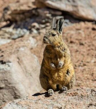 File Vizcacha De La Sierra Lagidium Viscacia Desierto Siloli