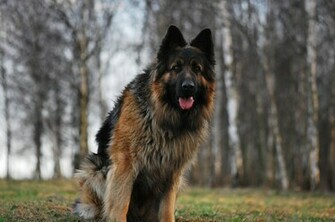 German Shepherd Dog HD Wallpaper All About