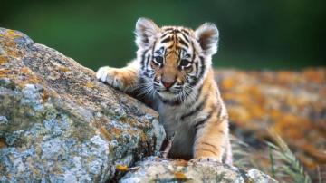 Baby Animal Wallpaper For Desktop Animals Pictures Wild