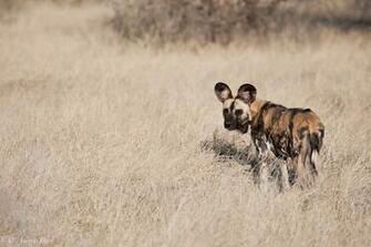 Wild Dog Desktop Background Small Wallpaper
