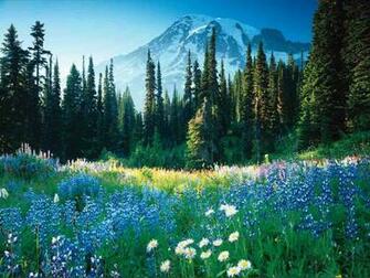 Fabulous Nature Wallpaper Desktop Best Background
