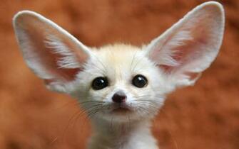 Fennec Fox Wallpaper At Wallpaperbro
