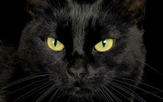 Serious Black Cat Closeup Wallpaper And Image Pictures