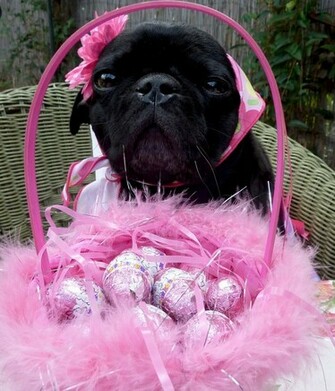 Black Pug Wallpaper Weddingdressin