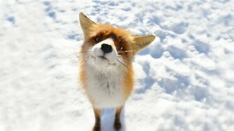 Fox Computer Wallpaper Desktop Background Id