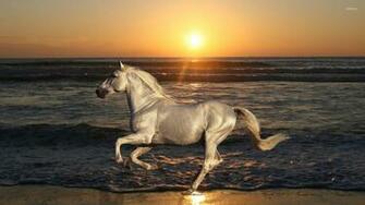 White Horse Running On The Beach Wallpaper Animal