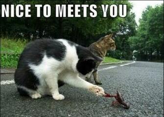 Funny Animals With Captions Widescreen Wallpaper