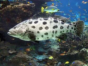 Home Underwater Wallpaper Black And White Spotted Managua Cichlid
