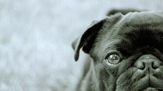 Black Pug Wallpaper Weddingdressin