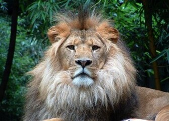 Lion Wallpaper