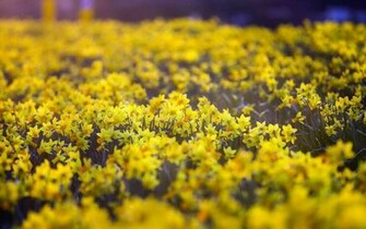Spring Field Many Daffodils Flowers HD Wallpaper