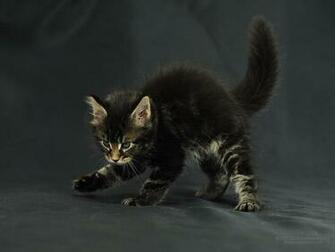 Pics Photos Image Wallpaper Funny Cat Lol Cats