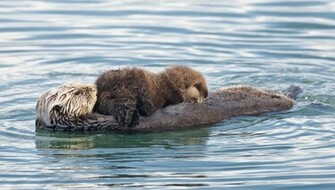 File Sea Otter Nursing02 Jpg