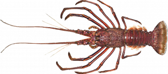 Lobster Png Image Wallpaper