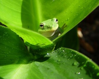 Green Frog Wallpaper