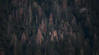 Dry Warm Conditions Keep California S National Forests Parched