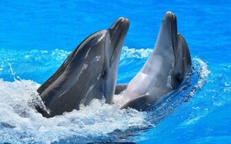 Dolphins Wallpaper Background