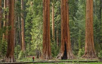 Gallery For Sequoia National Park Wallpaper
