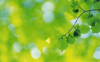 Wallpaper Green Leaves Index
