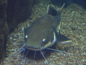 Big Catfish Wallpaper