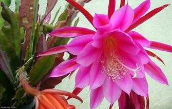 Cactus Flower Garden Plants Pictures All Types Of In Arizona