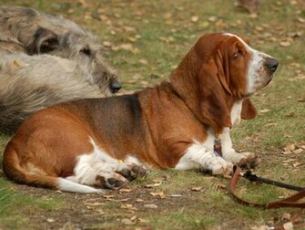 Basset Hound Wallpaper Pictures