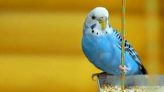 Animals Parakeets Birds Yellow Background Wallpaper HD