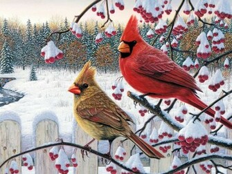 Cardinals Cardinal Bird Flying Sweet Red